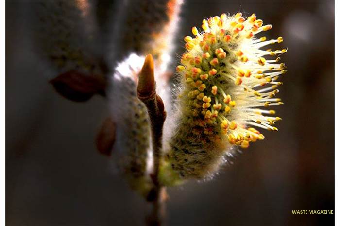salix2