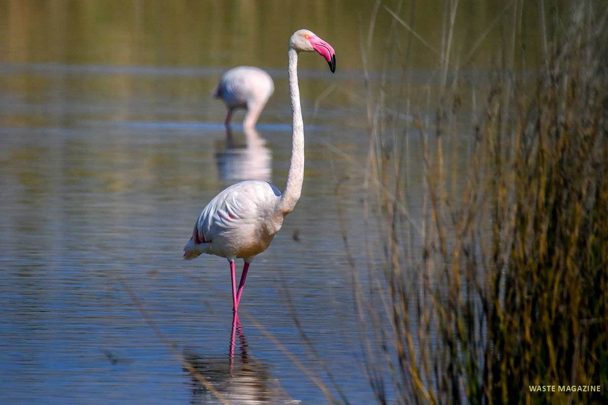 phoenicopterus45