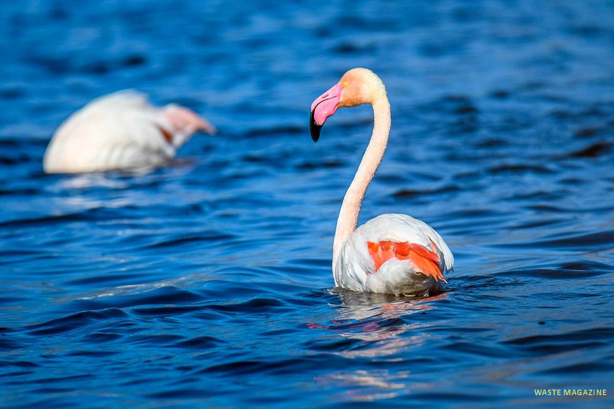 phoenicopterus-roseus120