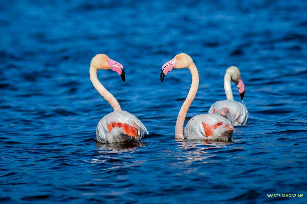 phoenicopterus-roseus123