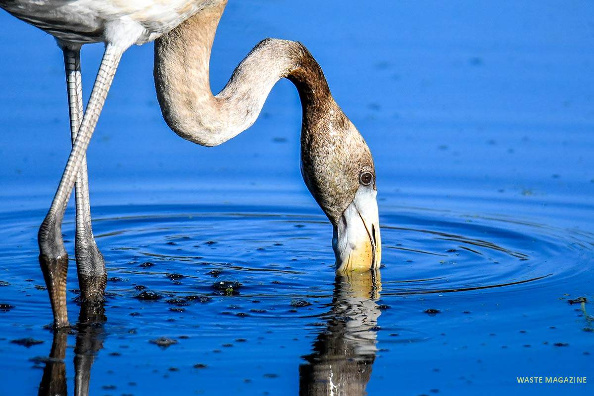 phoenicopterus-roseus422