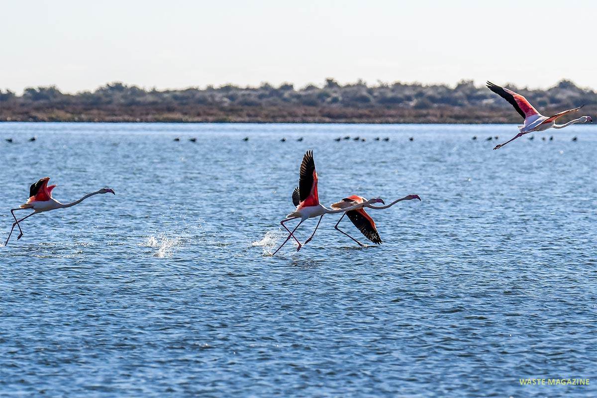 phoenicopterus-roseus643
