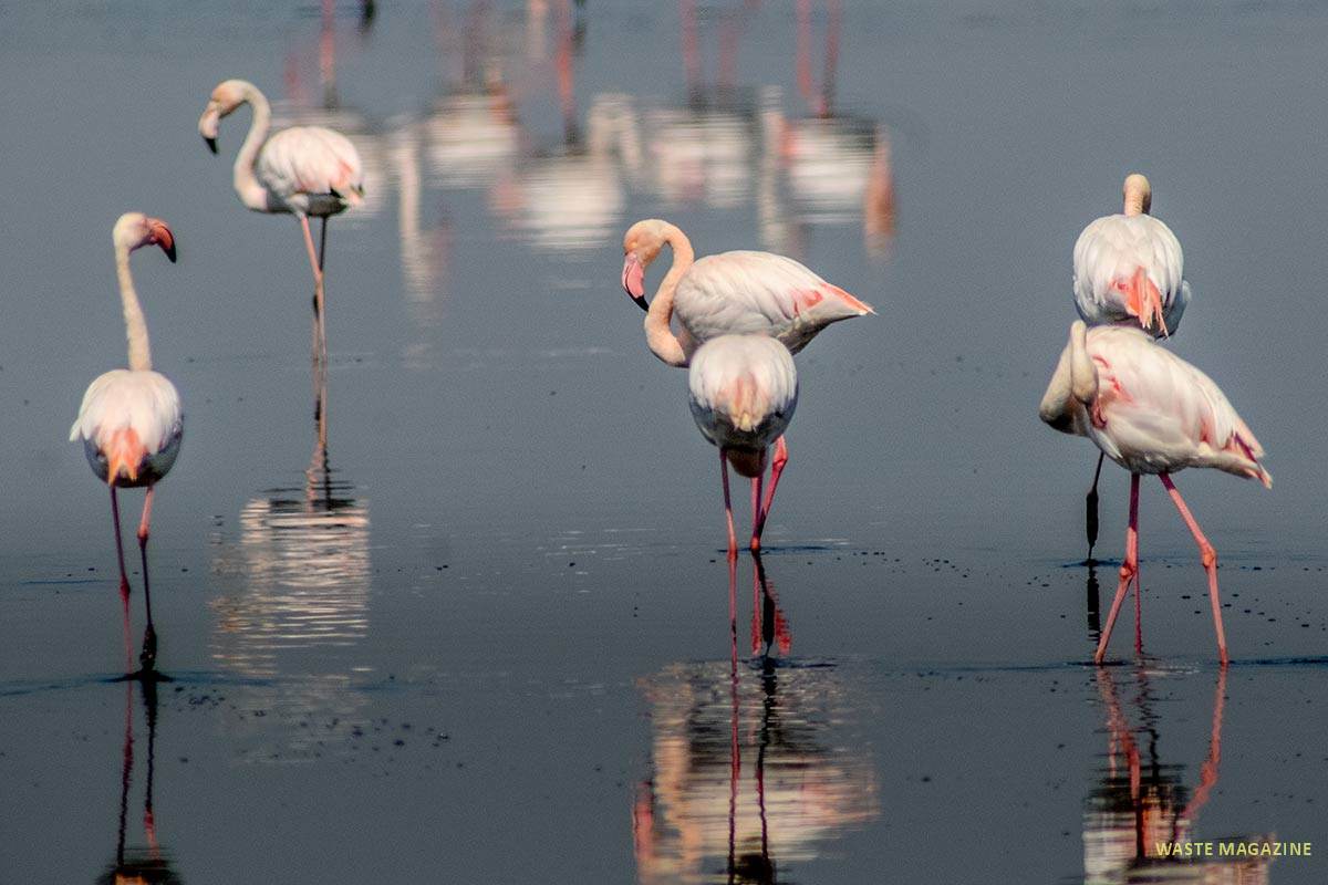 phoenicopterusruber36
