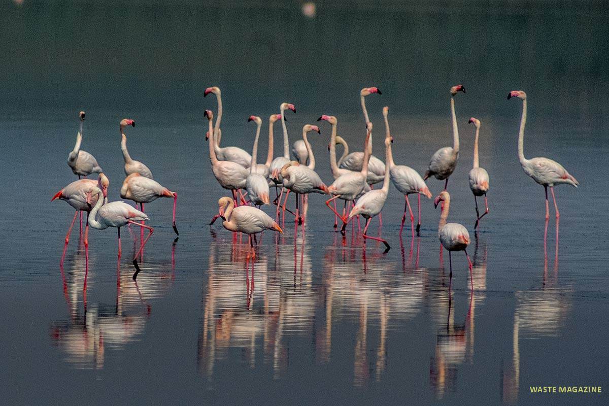 phoenicopterusruber45