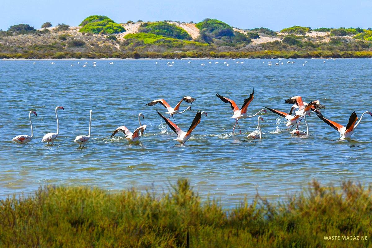 punta-entinas-flamencos-panoramica