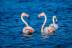 phoenicopterus-roseus123