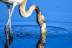 phoenicopterus-roseus422