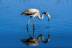 phoenicopterusroseus55