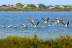 punta-entinas-flamencos-panoramica