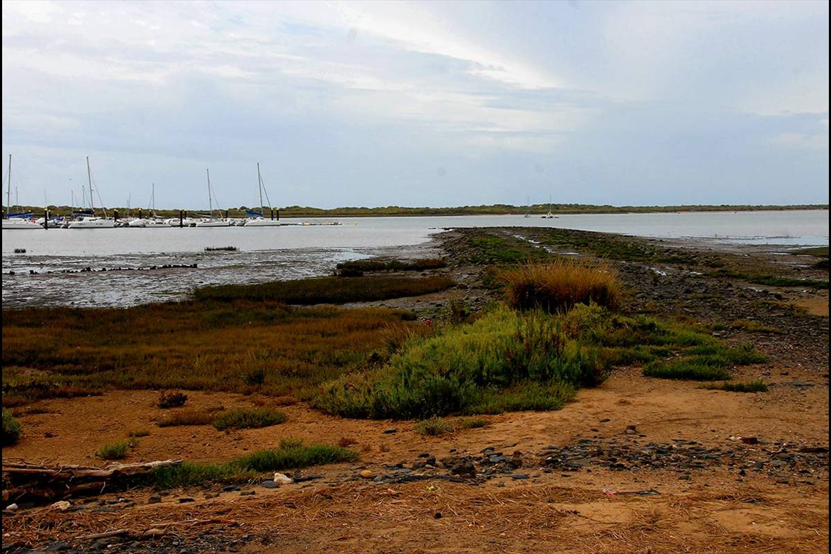 Marismas del río Piedras - El Rompido