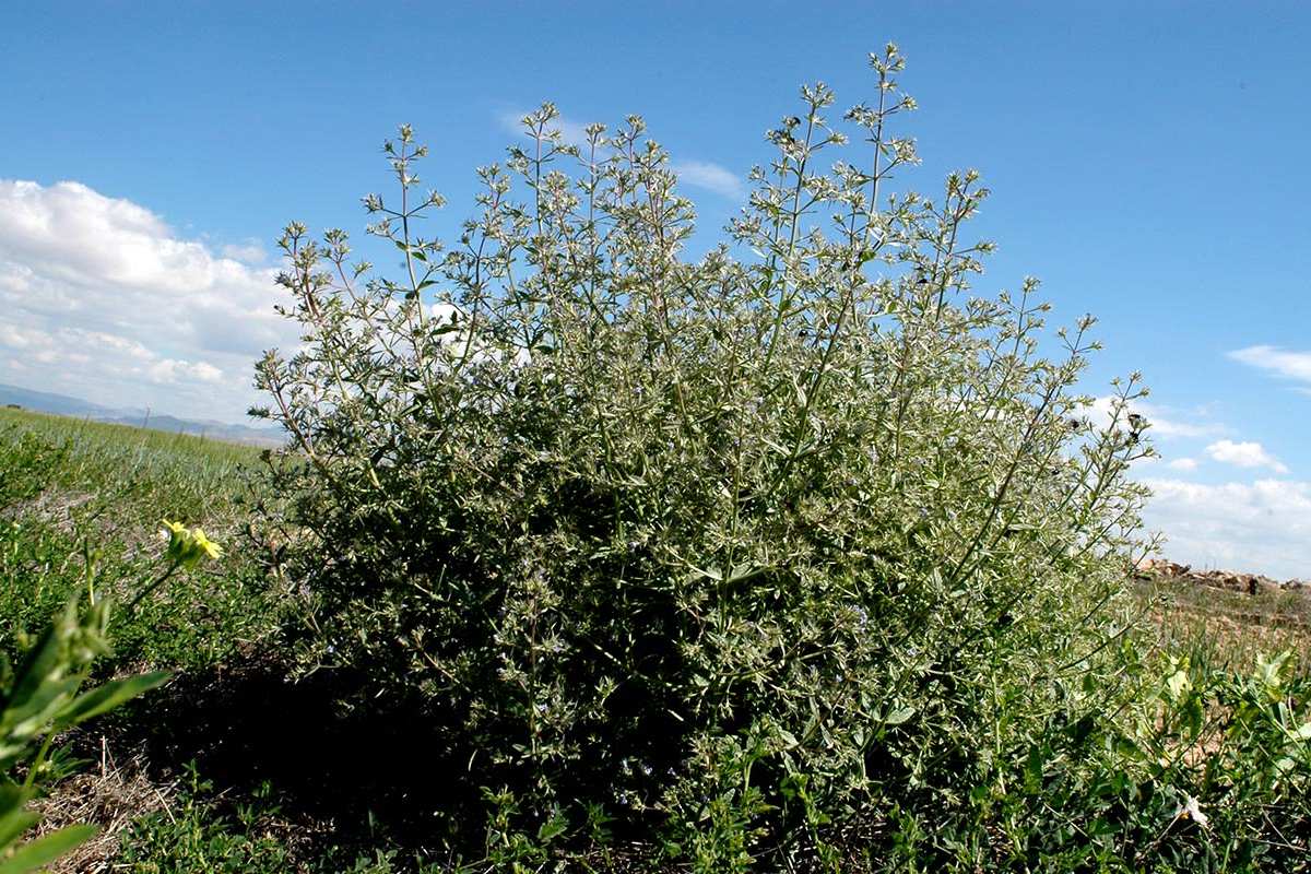 1-Nepeta-hispanica-Gr-Puebla-D-Fabrique-