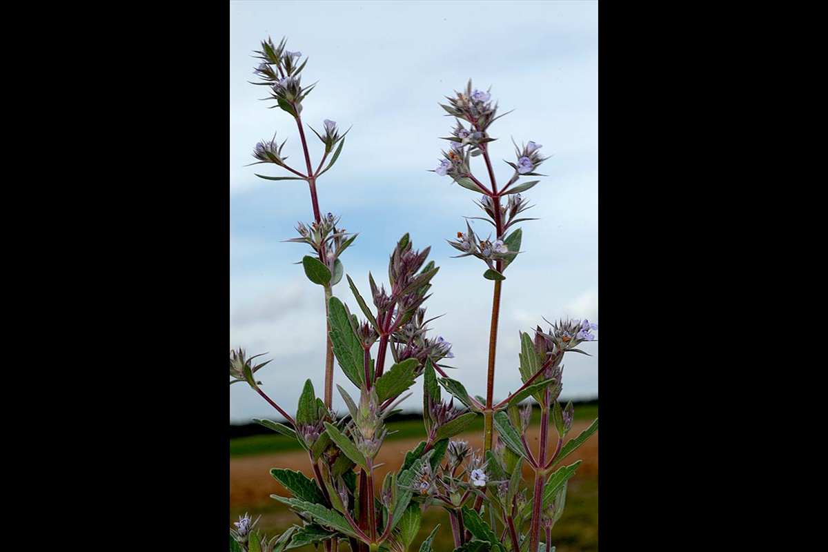 1-Nepeta-hispanica-Gr-Puebla-D-Fabrique-detalle