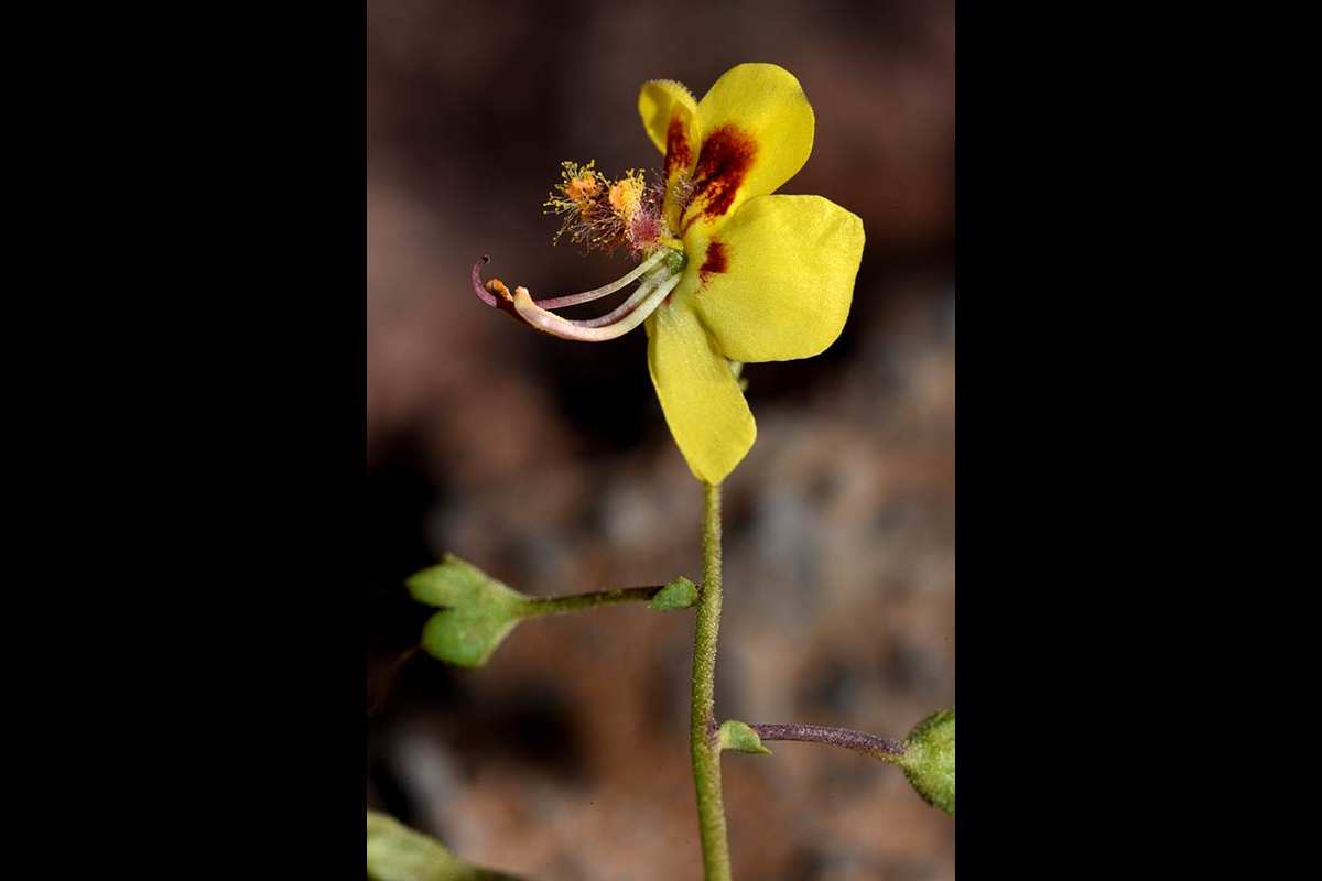 1-Verbascum-prunellii-Al-Sierra-Alhamilla-detalle