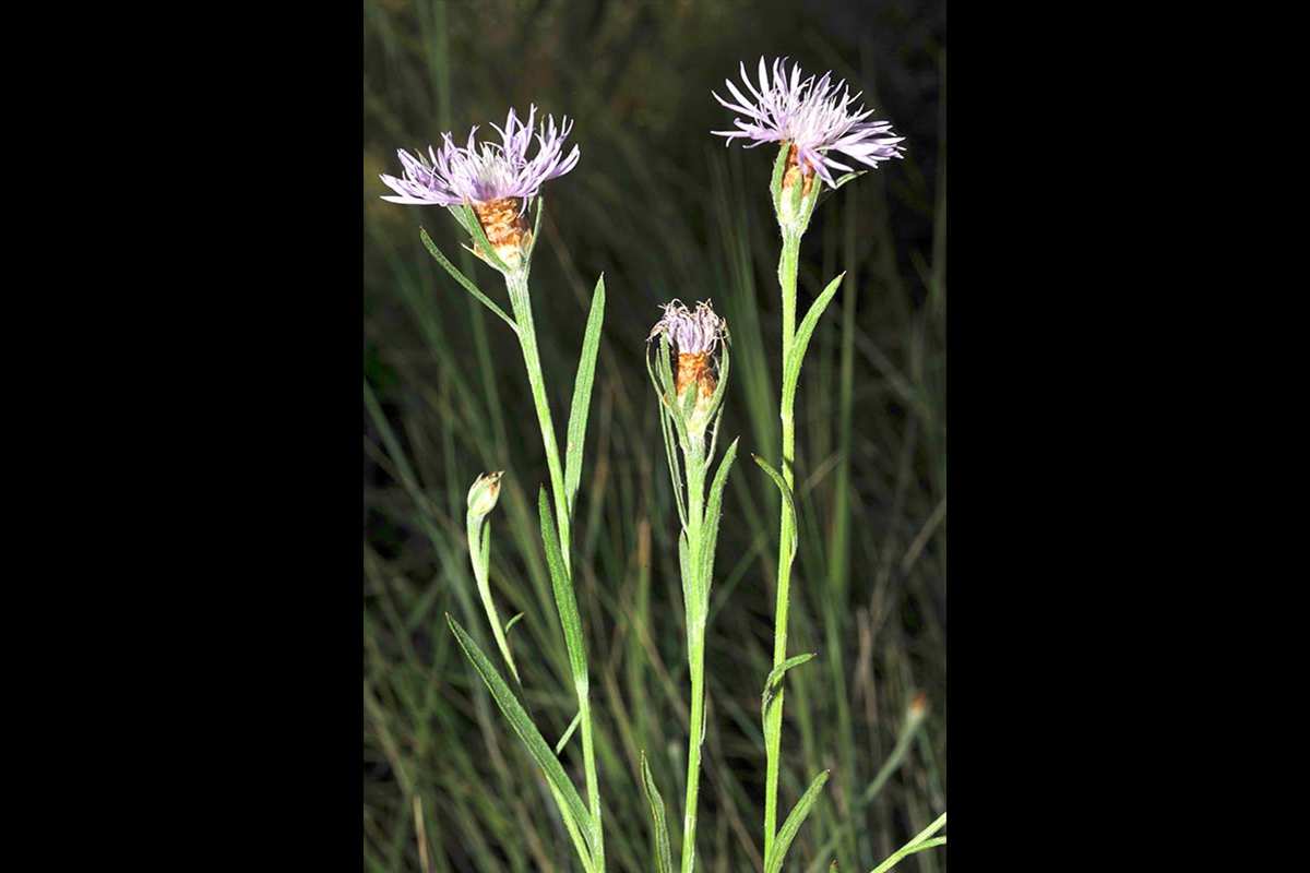 2-Centaurea-dracunculifolia-Gr-Cúllar