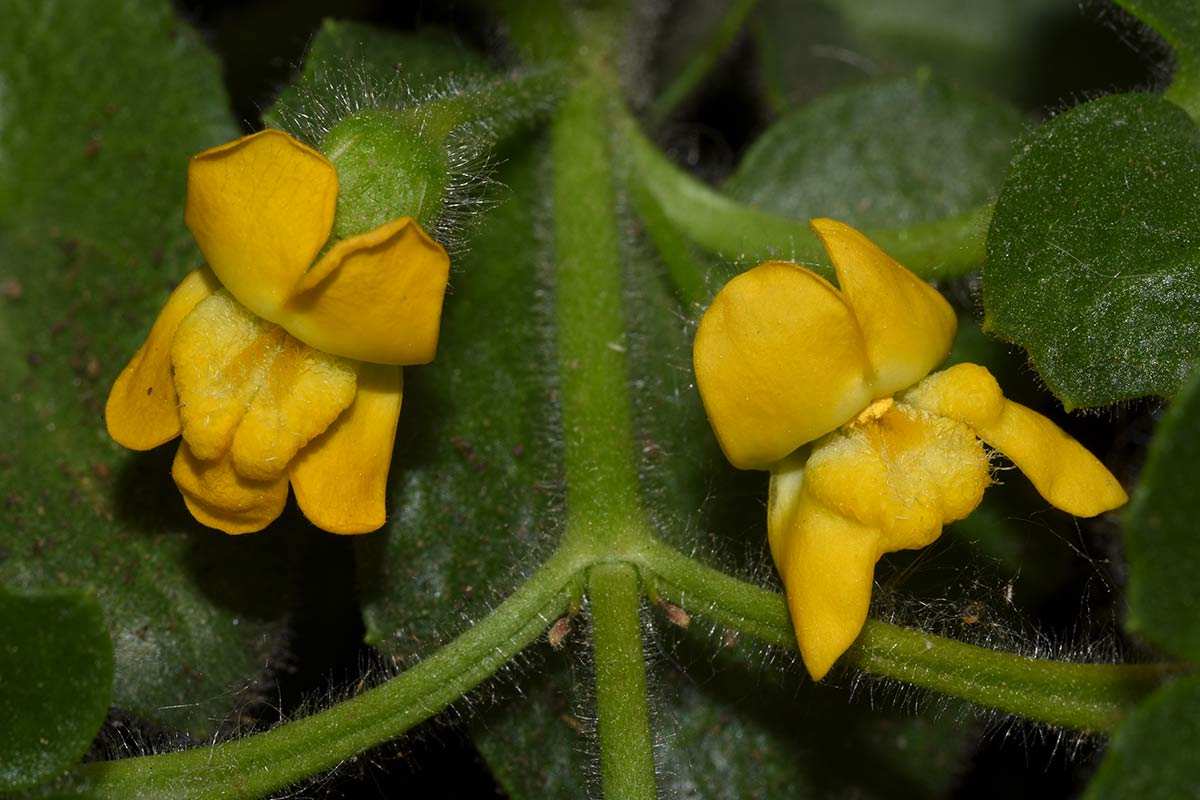 2-Gadoria-falukei-Al-Sierra-de-Gádor-detalle