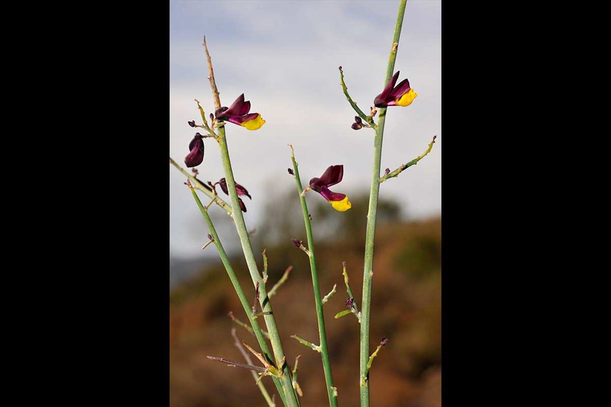 3-Polygala-balansae-Gr-Almuñécar