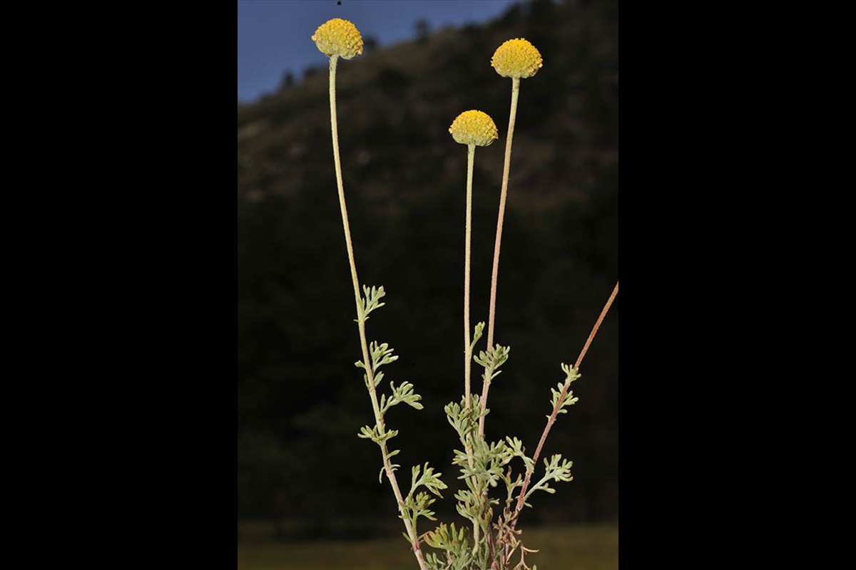 5-Anthemis-alpestris-J-Sierra-de-Segura