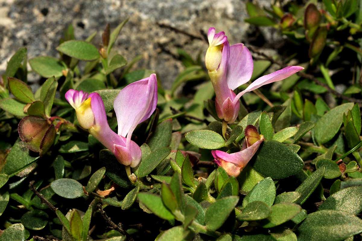 6-Polygala-webbiana-Ma-Sierra-Alcaparaín