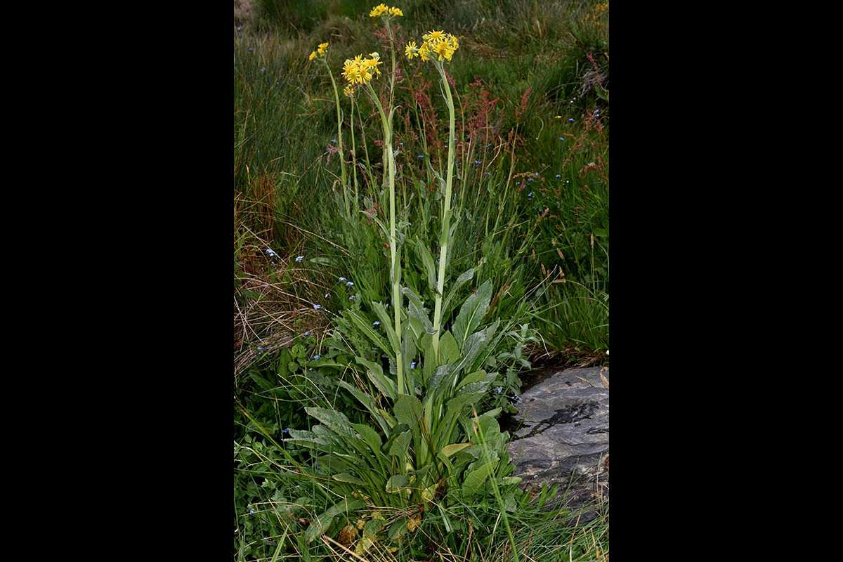 6-Tephroseris-elodes-Gr-Sierra-Nevada