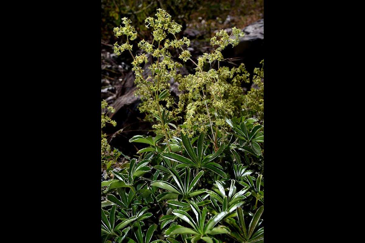 7-Alchemilla-fontqueri-Gr-Sierra-Nevada