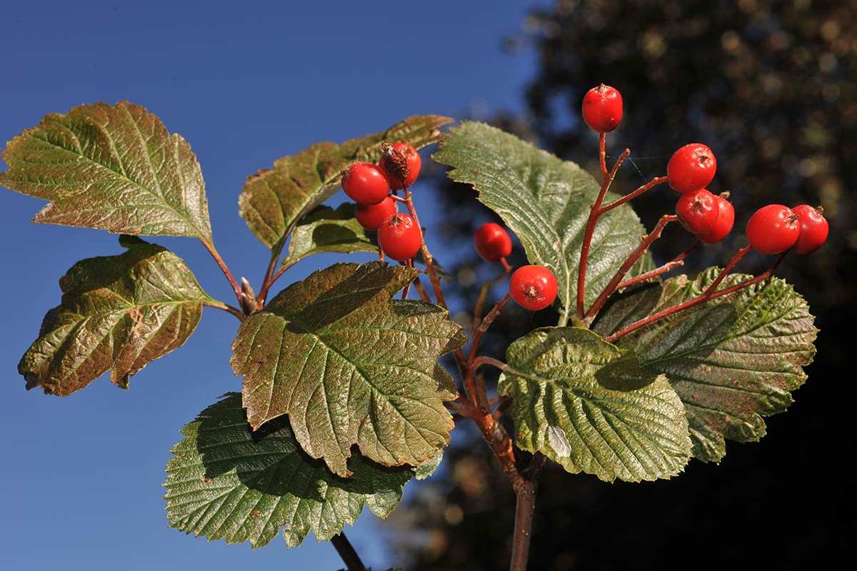 7-Sorbus-intermedia-Gr-Sierra-Nevada