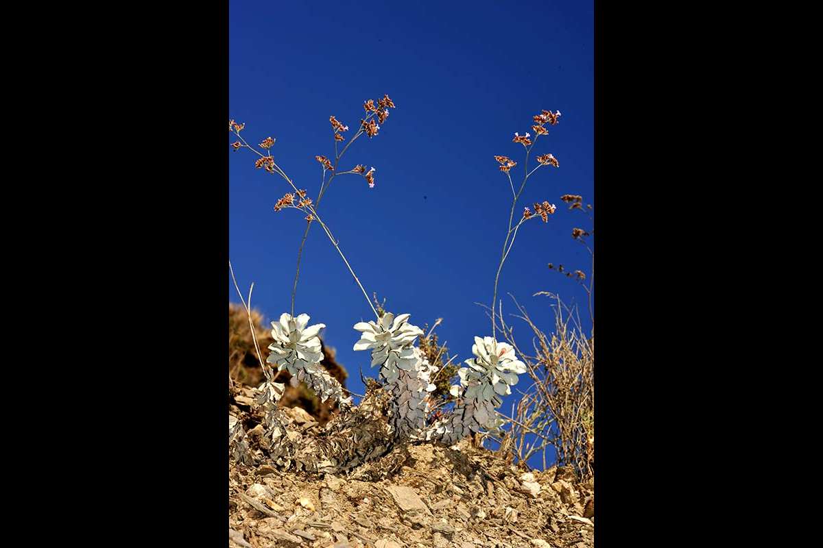 8-Limonium-estevei-Al-Mojácar