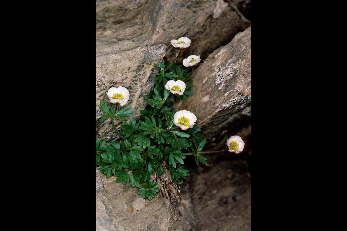8-Ranunculus-glacialis-Gr-Sierra-Nevada-