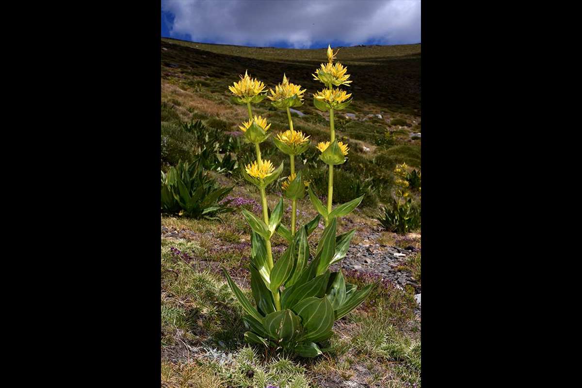 9-Gentiana-lutea-Gr-Sierra-Nevada