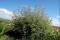 1-Nepeta-hispanica-Gr-Puebla-D-Fabrique-
