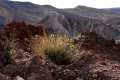 1-Verbascum-prunellii-Al-Sierra-Alhamilla-