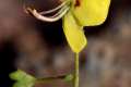 1-Verbascum-prunellii-Al-Sierra-Alhamilla-detalle