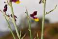 3-Polygala-balansae-Gr-Almuñécar