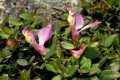 6-Polygala-webbiana-Ma-Sierra-Alcaparaín
