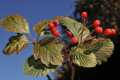 7-Sorbus-intermedia-Gr-Sierra-Nevada
