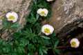 8-Ranunculus-glacialis-Gr-Sierra-Nevada-