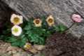 8-Ranunculus-glacialis-Gr-Sierra-Nevada-a