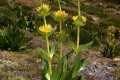 9-Gentiana-lutea-Gr-Sierra-Nevada