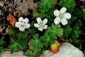 9-Geranium-cazorlense-J-Sierra-del-Pozo