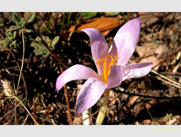 crocusserotinus1
