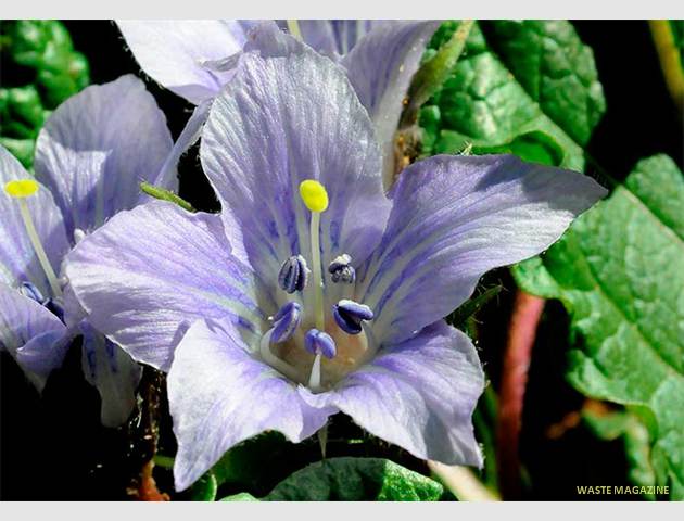 mandragoraautumnalis1