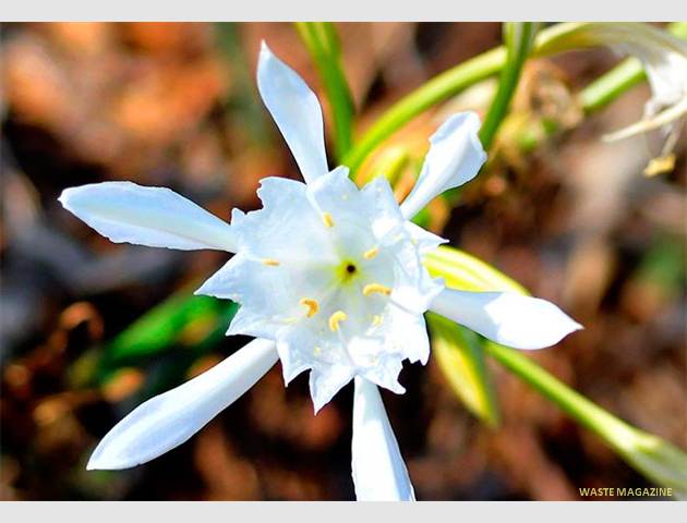 pancratium-maritimum