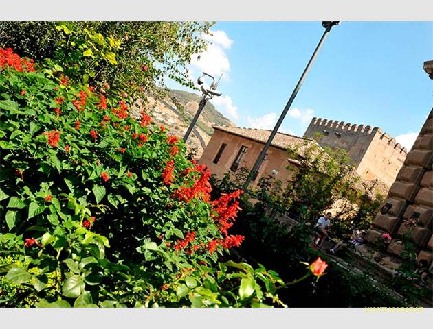salvia-alhambra-1