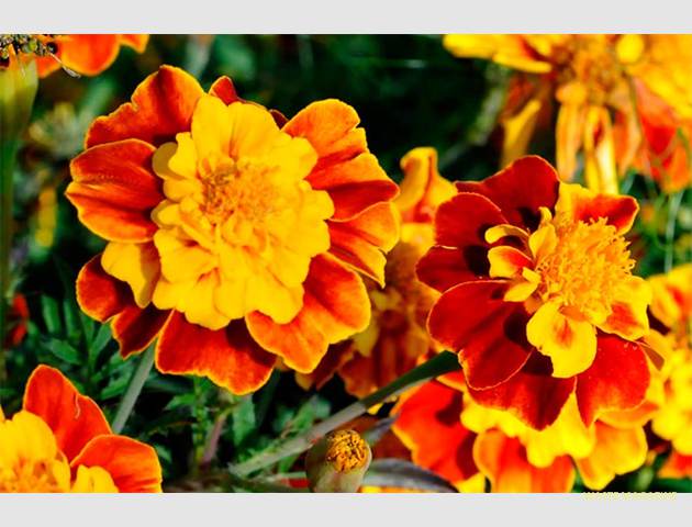 tagetes3