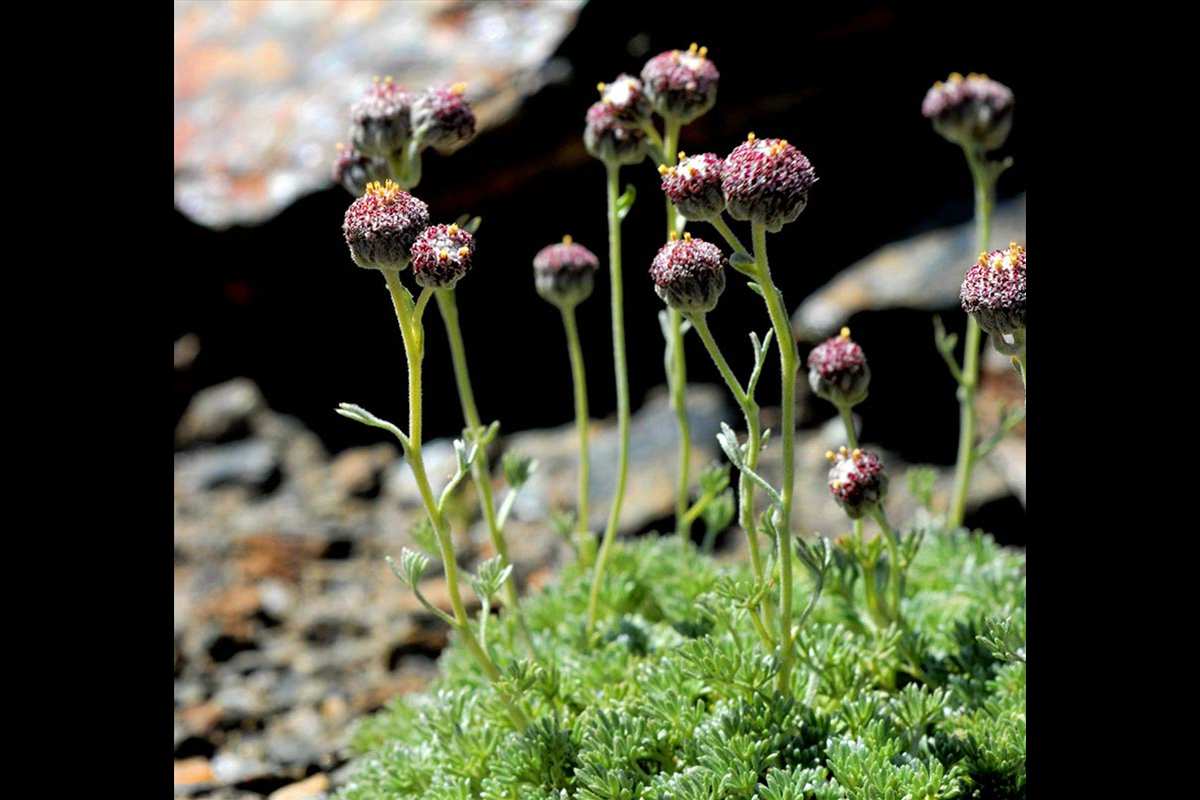 Artemisia granatensis
