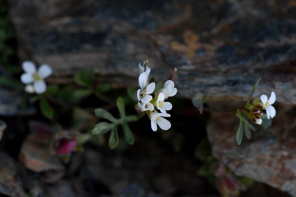 Cardamine resedifolia