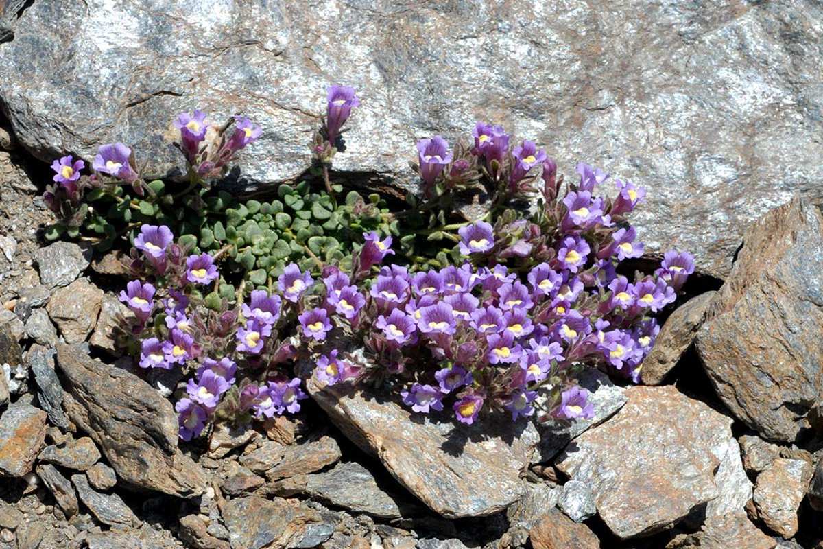 Chaenorhinum glareosus