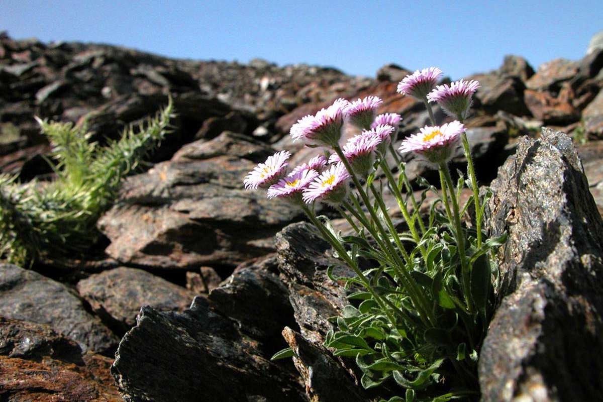 Erigeron frigidus