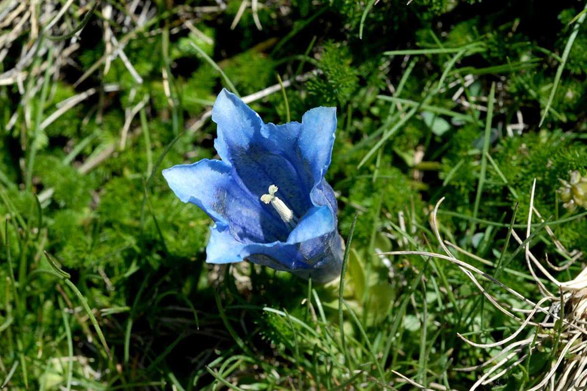 Gentiana alpina