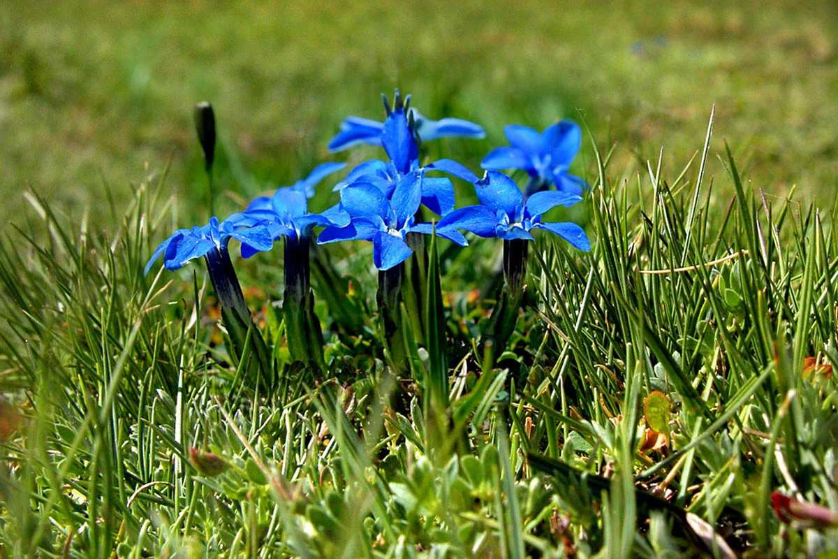 Gentiana sierrae