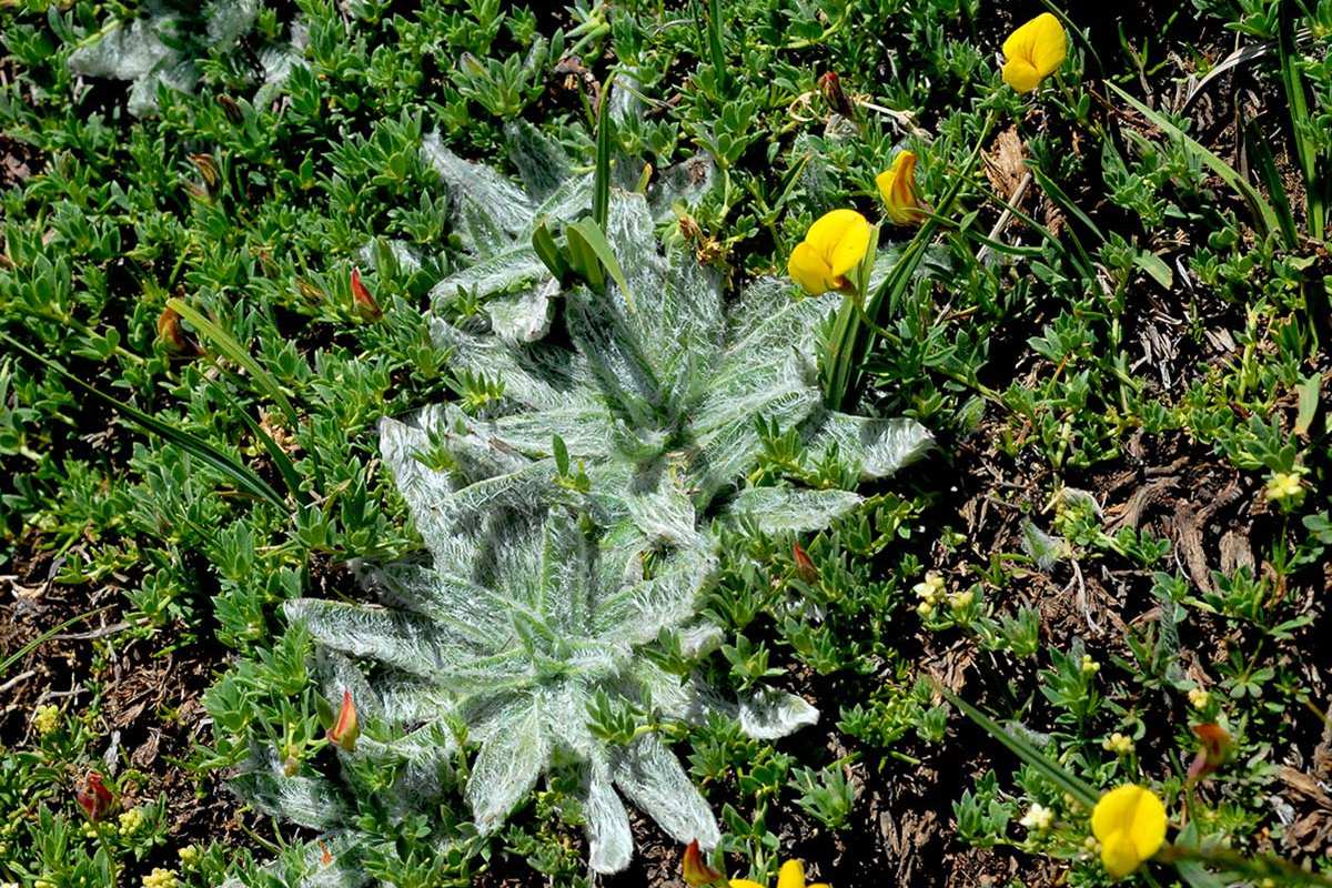 Plantago nivalis